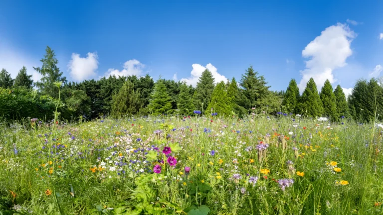 Environment